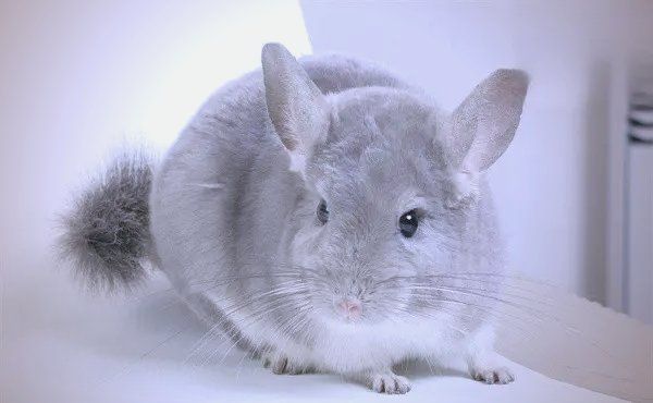 如何判斷龍貓是否中暑，如何判斷龍貓是否中暑,龍貓中暑的五大預警信號