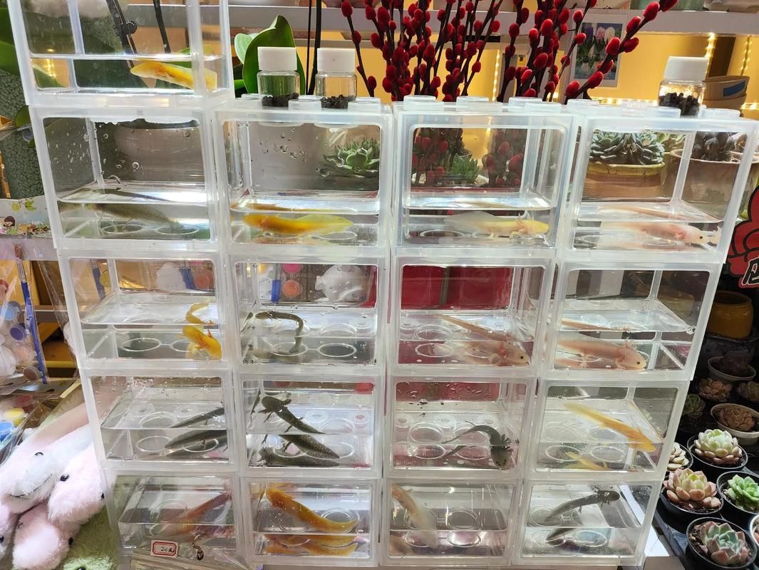 如何預防六角恐龍魚水霉病復發，六角恐龍魚水霉病復發思考完成調用工具arxiv論文助手