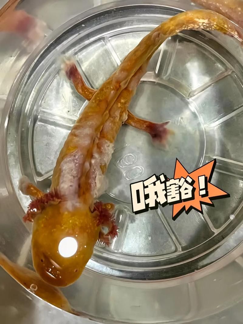 如何預防六角恐龍魚水霉病復發，六角恐龍魚水霉病復發思考完成調用工具arxiv論文助手