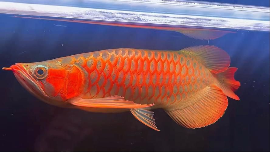 如何區(qū)分短身紅龍魚的真假，如何區(qū)分短身紅龍魚