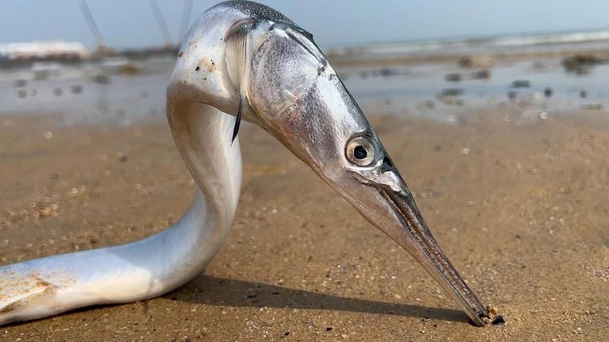 能否提供海龍魚的圖片，海龍魚有哪些種類