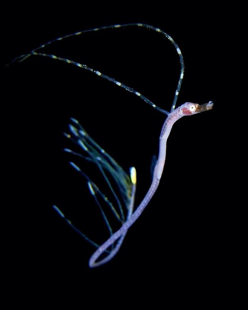 能否提供海龍魚的圖片，海龍魚有哪些種類