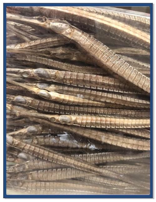 能否提供海龍魚的圖片，海龍魚有哪些種類