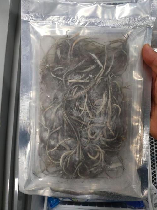 能否提供海龍魚的圖片，海龍魚有哪些種類