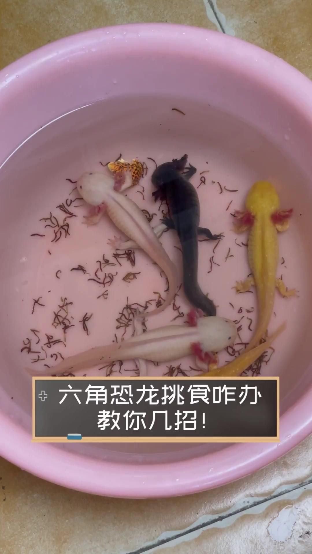 六角龍魚的最佳飼養溫度是多少，六角龍魚最佳飼養溫度是多少六角龍魚的最佳飼養溫度是多少
