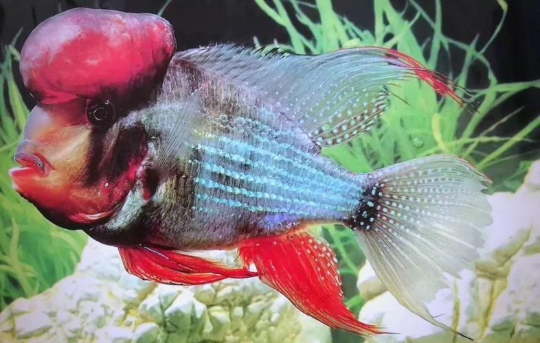 赤荔鳳冠魚有哪些飼養技巧，關于赤荔鳳冠魚的飼養