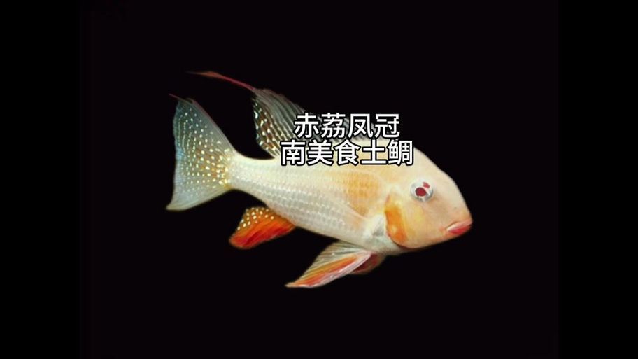 赤荔鳳冠魚有哪些飼養技巧，關于赤荔鳳冠魚的飼養
