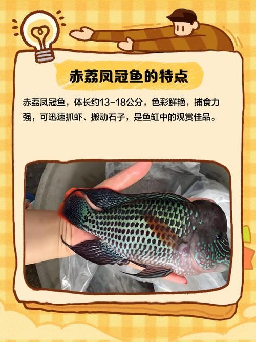 赤荔鳳冠魚有哪些飼養技巧，關于赤荔鳳冠魚的飼養