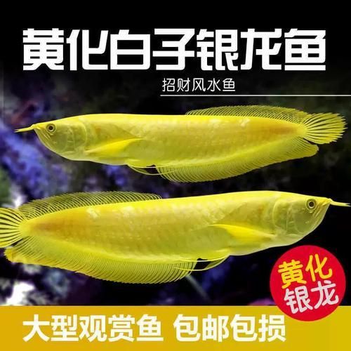 白子紅龍魚的價格是多少？ 白子紅龍魚的價格是多少？ 龍魚百科 第7張