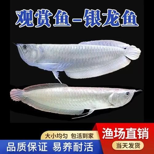 白子紅龍魚的價格是多少？ 白子紅龍魚的價格是多少？ 龍魚百科 第8張