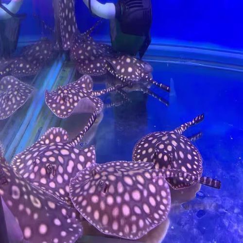 黑金魟魚有哪些常見品種？，黑金魟魚有哪些品種？ 黑金魟魚有哪些常見品種？，黑金魟魚有哪些品種？ 龍魚百科 第2張