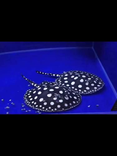 黑金魟魚有哪些常見品種？，黑金魟魚有哪些品種？ 黑金魟魚有哪些常見品種？，黑金魟魚有哪些品種？ 龍魚百科 第5張