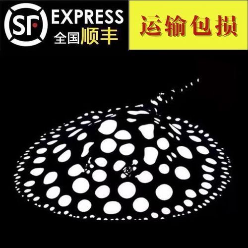 黑金魟魚有哪些常見品種？，黑金魟魚有哪些品種？ 黑金魟魚有哪些常見品種？，黑金魟魚有哪些品種？ 龍魚百科 第3張