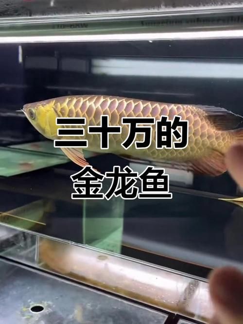 給我一些鑒別金龍魚稀有度的圖片示例，如何鑒別金龍魚的稀有度 給我一些鑒別金龍魚稀有度的圖片示例，如何鑒別金龍魚的稀有度 龍魚百科 第7張