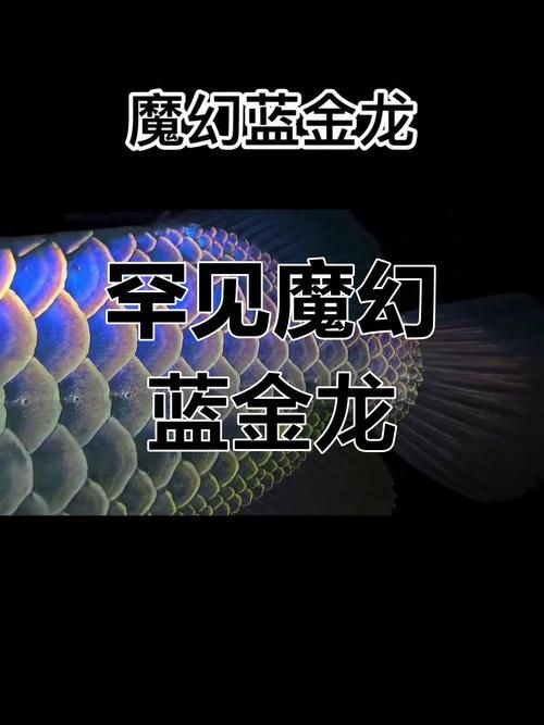給我一些鑒別金龍魚稀有度的圖片示例，如何鑒別金龍魚的稀有度 給我一些鑒別金龍魚稀有度的圖片示例，如何鑒別金龍魚的稀有度 龍魚百科 第4張