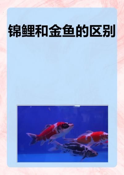 如何預防錦鯉趴缸，如何預防錦鯉趴缸換水溫差≤2℃,換水溫差[需手動填充]1000字詳解 如何預防錦鯉趴缸，如何預防錦鯉趴缸換水溫差≤2℃,換水溫差[需手動填充]1000字詳解 龍魚百科 第14張