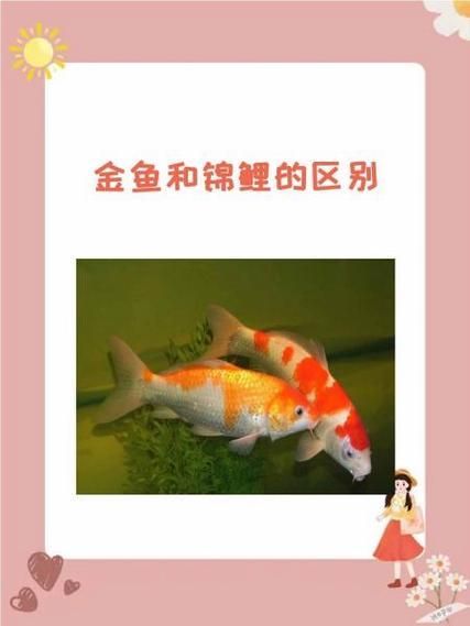 如何預防錦鯉趴缸，如何預防錦鯉趴缸換水溫差≤2℃,換水溫差[需手動填充]1000字詳解 如何預防錦鯉趴缸，如何預防錦鯉趴缸換水溫差≤2℃,換水溫差[需手動填充]1000字詳解 龍魚百科 第15張