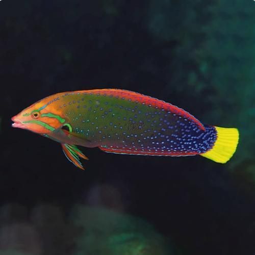 河西龍魚的市場(chǎng)價(jià)格是多少？，河西龍魚市場(chǎng)價(jià)格是多少河西龍魚市場(chǎng)價(jià)格是多少