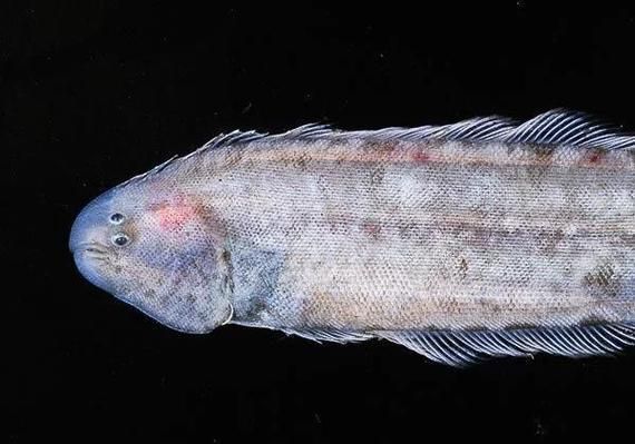 鲅魚寄生蟲有哪些檢測方法，鲅魚寄生蟲檢測技術