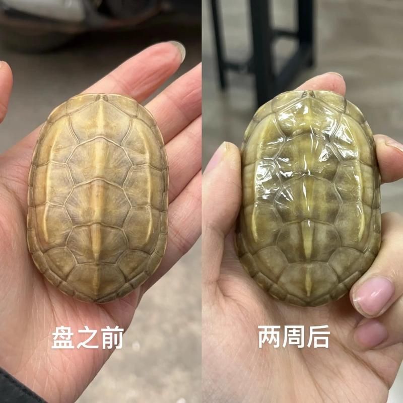 有哪些天然方法可以清潔龜殼，天然清潔龜殼方法