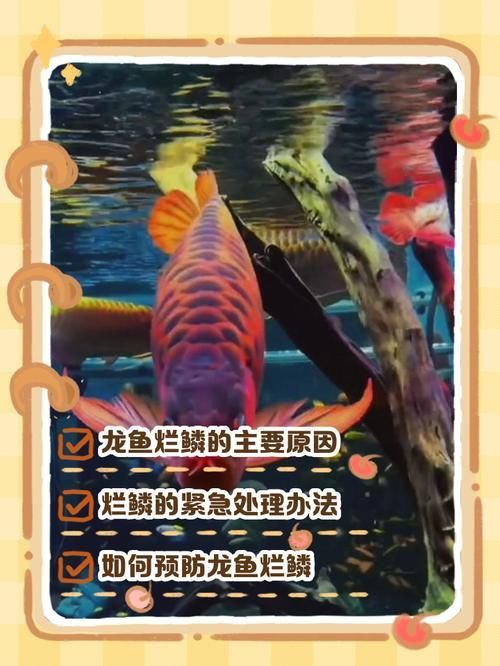 給我一些預(yù)防龍魚(yú)爛身病的圖片或視頻，如何預(yù)防龍魚(yú)爛身病