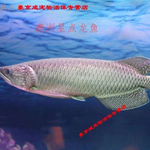 星點(diǎn)龍魚的市場(chǎng)價(jià)格是多少，星點(diǎn)龍魚市場(chǎng)價(jià)格是多少星點(diǎn)龍魚市場(chǎng)價(jià)格走勢(shì)如何