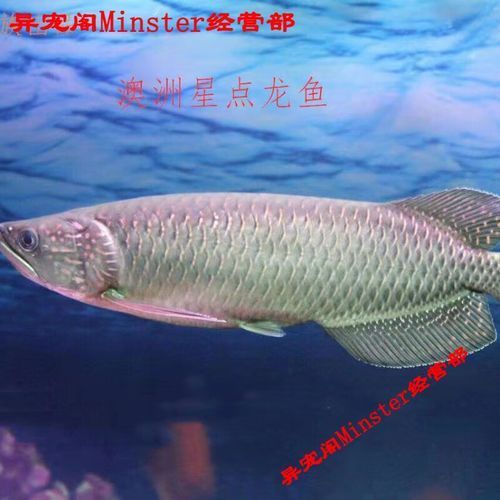 星點(diǎn)龍魚的市場(chǎng)價(jià)格是多少，星點(diǎn)龍魚市場(chǎng)價(jià)格是多少星點(diǎn)龍魚市場(chǎng)價(jià)格走勢(shì)如何