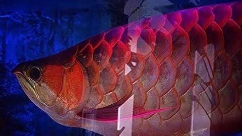 龍魚吃多少會導致肥胖？，龍魚吃多少會導致肥胖的問題,龍魚吃多少會導致肥胖