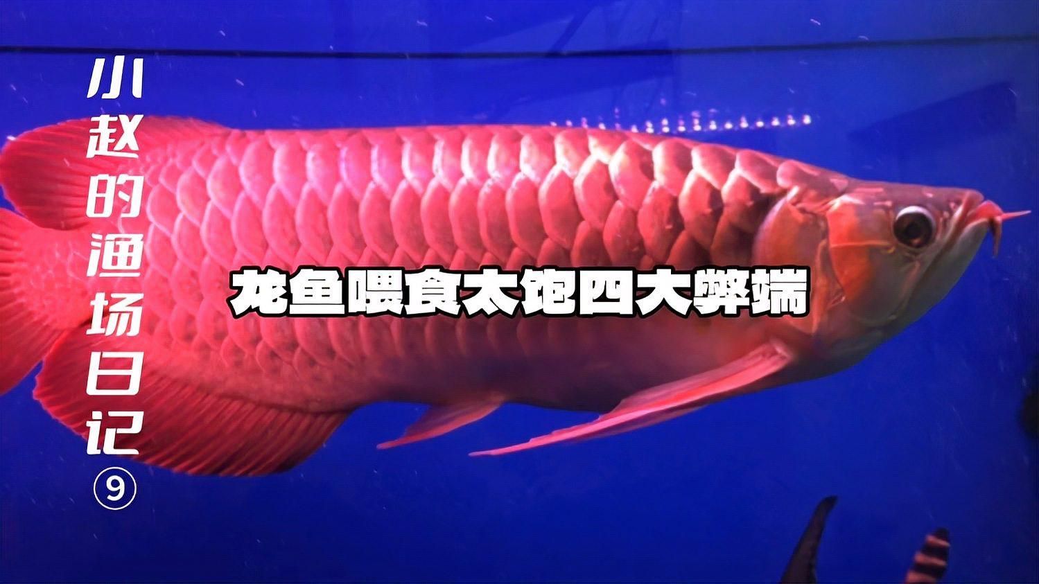 龍魚吃多少會導致肥胖？，龍魚吃多少會導致肥胖的問題,龍魚吃多少會導致肥胖