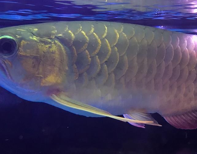 龍魚溶鱗初期圖片，龍魚溶鱗初期識別與治療流程圖