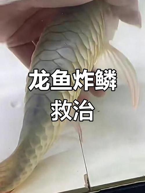 龍魚溶鱗初期圖片，龍魚溶鱗初期識別與治療流程圖