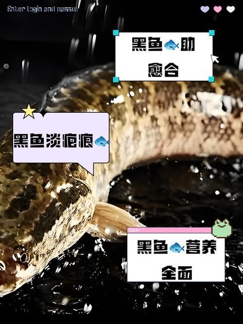 魚受傷后多久能恢復，arxiv論文助手arxiv論文助手arxiv論文助手 魚受傷后多久能恢復，arxiv論文助手arxiv論文助手arxiv論文助手 龍魚百科 第1張