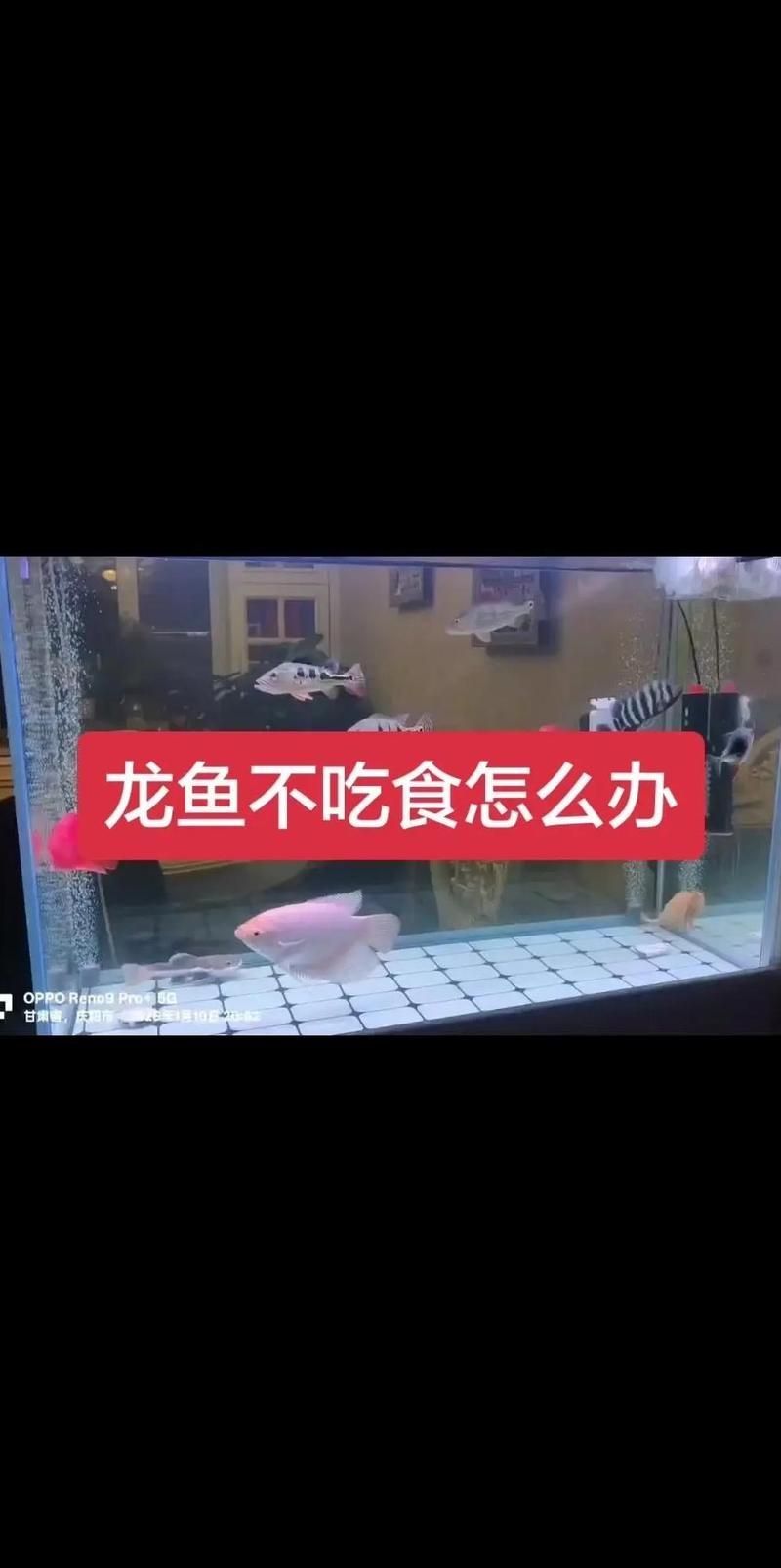 碭山龍魚有哪些獨特的飼養技巧，碭山龍魚有哪些獨特的飼養技巧碭山龍魚有哪些獨特的飼養技巧