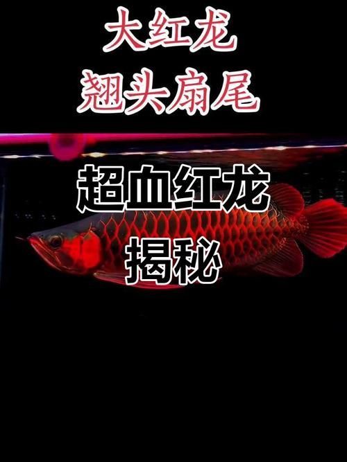 如何判斷超血紅龍魚的品相，如何判斷超血紅龍魚品相優(yōu)良