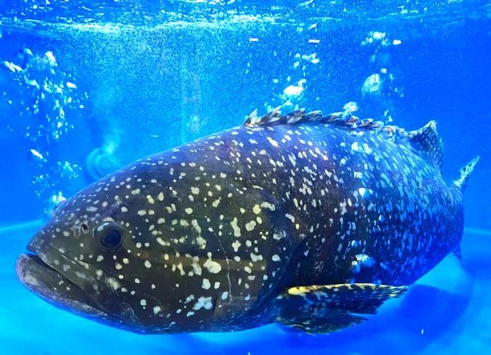 北海龍魚的營(yíng)養(yǎng)價(jià)值有哪些？