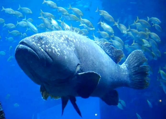 北海龍魚的營(yíng)養(yǎng)價(jià)值有哪些？