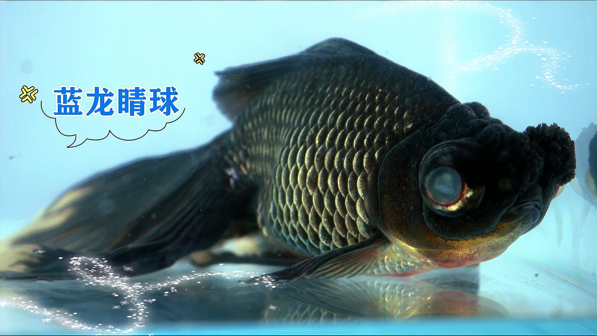 福州龍魚有哪些品種？，福州龍魚品種高清圖鑒清單，