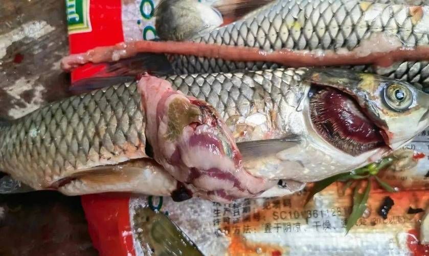 能否提供更多魚體滲血的圖片，如何判斷魚體滲血