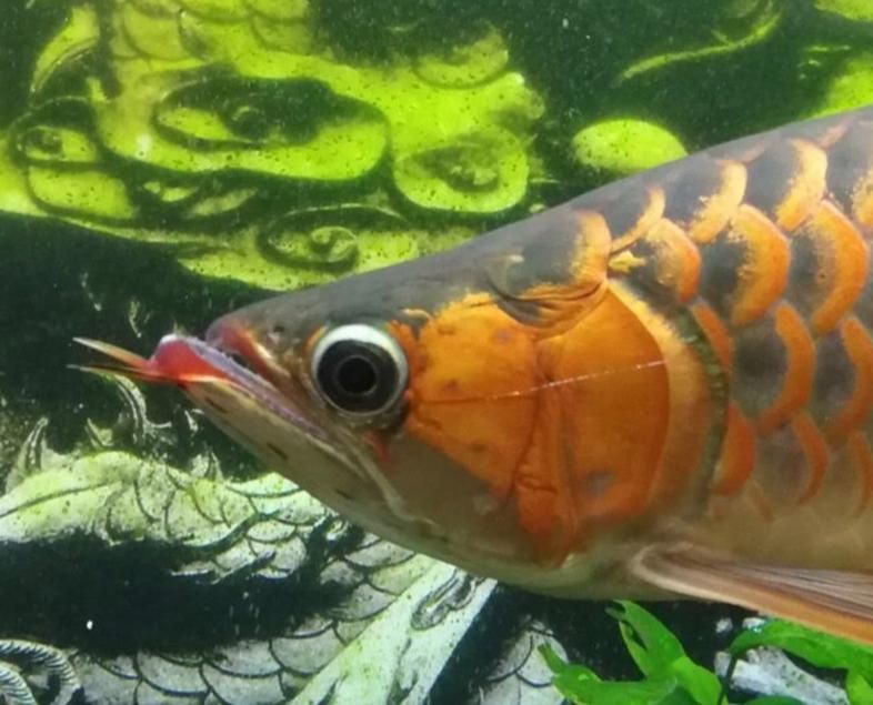 給我一些龍魚浮頭張嘴的圖片，如何判斷龍魚浮頭是缺氧還是水質問題
