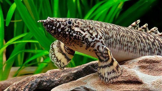 虎斑恐龍魚繁殖需要哪些條件？，虎斑恐龍魚的繁殖方式