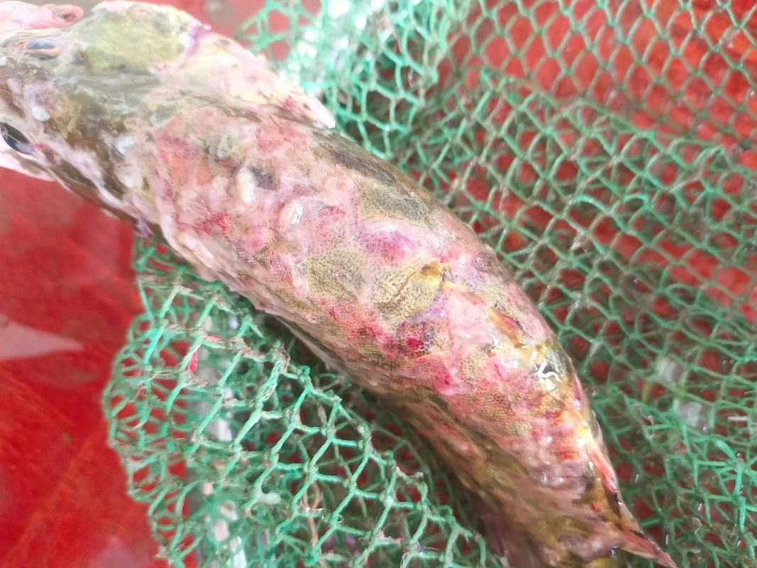 如何正確使用治療魚真菌的藥，權威水族醫學實踐的系統性用藥指南（1000字詳解）