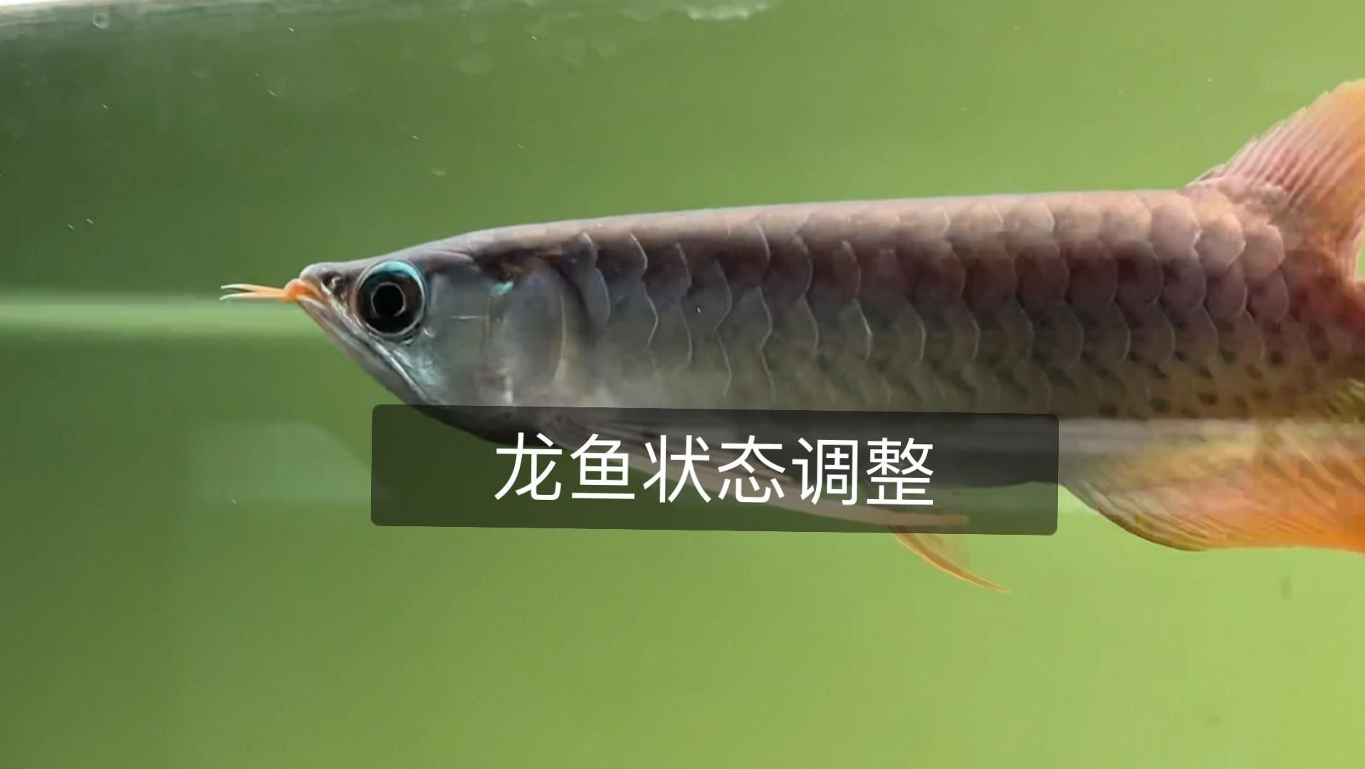 龍魚狀態不好時應該如何調理？，如何判斷龍魚狀態不好？