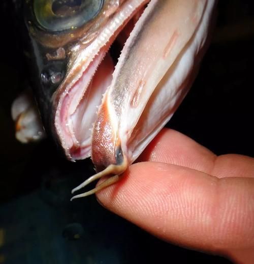 如何預防龍魚眼睛白膜破裂，龍魚眼睛白膜破裂預防具體操作完成