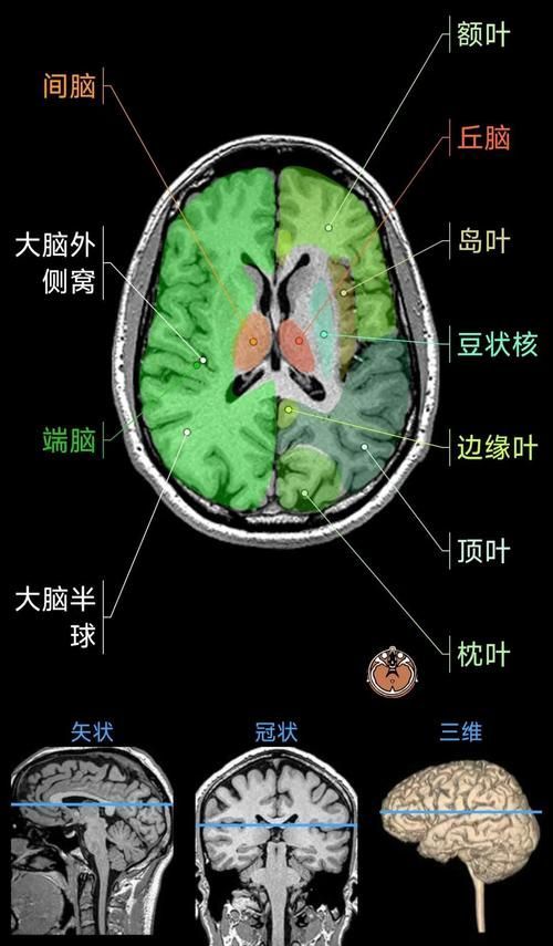 火龍魚和蠑螈哪個更聰明，火龍魚與蠑螈的認知能力對比