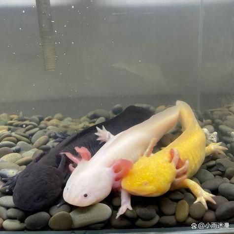 火龍魚和蠑螈哪個更聰明，火龍魚與蠑螈的認知能力對比