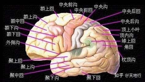 火龍魚和蠑螈哪個更聰明，火龍魚與蠑螈的認知能力對比