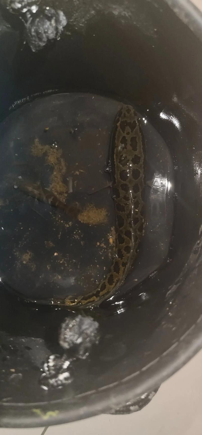 哪些品種的龍魚夜間行為最活躍，關于龍魚的知識