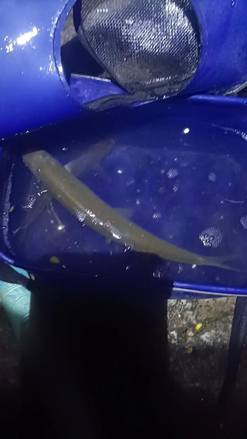 哪些品種的龍魚夜間行為最活躍，關于龍魚的知識
