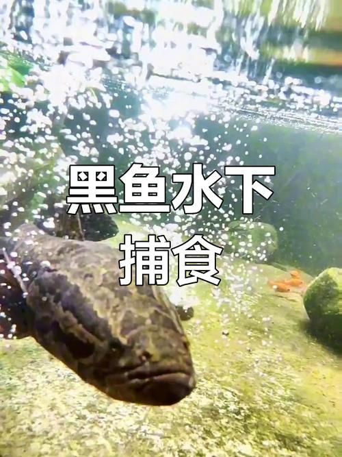 哪些品種的龍魚夜間行為最活躍，關于龍魚的知識