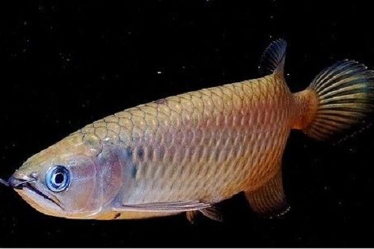 哪些品種的龍魚夜間行為最活躍，關于龍魚的知識